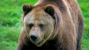 Furia en Francia después de que un cazador furtivo se adentrara en los Pirineos y disparara a una osa "en defensa propia"