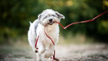 Activan alerta y clasifican a los perros de fuente de transmisión de la peligrosa infección a prueba de antibióticos