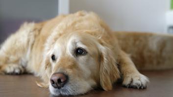 Un estudio activa las alarmas por las consecuencias fatales de los remedios para perros contra las plagas más letales