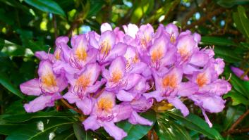 Una foto familiar en mitad de un bosque cercano a España revoluciona a científicos por una extraña planta nunca vista allí