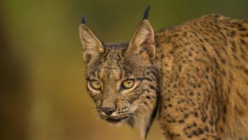 El animal de España en serio peligro de extinción que ha experimentado una recuperación histórica hasta alcanzar los 2.000 ejemplares