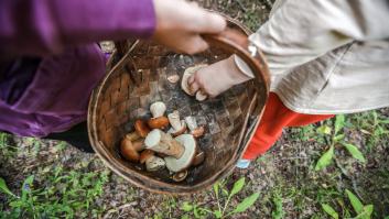 Malas noticias sobre uno de los hongos más tóxicos y escurridizos: los micólogos alertan de que ha mutado en los últimos años