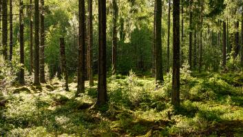 Un anciano de 83 años acepta la oferta de una empresa forestal: en dos semanas el bosque acaba hecho una ruina