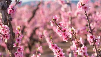 El campo de este municipio de Murcia con una florida estampa en marzo que merece la pena verla