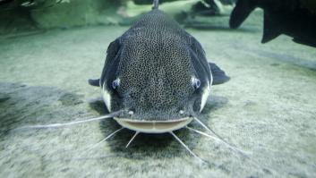 Los científicos quedan entre asombrados y alarmados por la reproducción del pez de 3 metros que invade el río Tajo