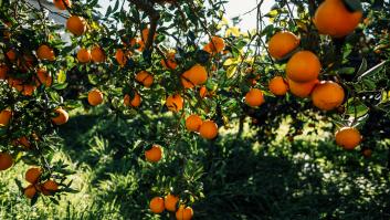 El mercado de la naranja se desborda de manera inesperada