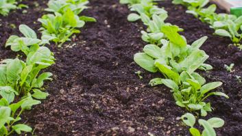 La planta favorita de los perezosos que produce la verdura muy consumida en España pone a raya al colesterol