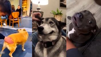 El vídeo de los perros reaccionando a los mimos de sus dueños que es de obligado visionado: no podrás dejar de mirar