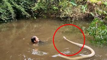 Un explorador se enfrenta cara a cara con una cobra real gigante: "¡Es la serpiente venenosa más grande del mundo!"