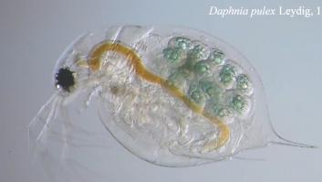 Miles de especies podrían enfrentarse al colapso por este grave motivo que afectará a todo el planeta por igual