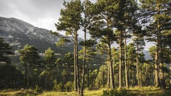 Decora su jardín con vistas al mar y termina denunciada con miles de euros por un destrozo medioambiental