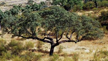 Más de 800 años: en esta comunidad autónoma de España se encuentra la encina más antigua y grande del mundo