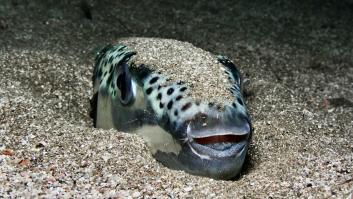 Temor por el hallazgo del primer pez globo tóxico en el Mediterráneo: un mordisco puede provocar amputaciones y su toxina es potencialmente mortal