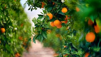 El rival emergente de España con la naranja tira la toalla