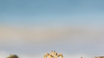 El animal de 5 pares de patas que anuncia que las aguas de los ríos están limpias solo con su presencia