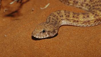 La venenosa "serpiente de la muerte" inquieta a los expertos con su nuevo cambio: "Nunca lo habíamos visto antes"