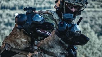 El perro soldado español formado para operaciones de riesgo que arrasa en Irak