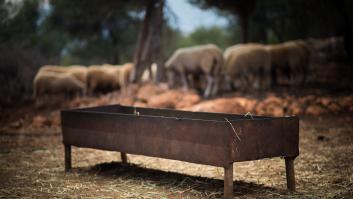 Ordenan instalar comederos y bebedores para evitar que la temida plaga salte a los animales de granja