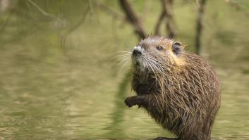 La gigantesca rata estadounidense se cuela en España y causa estragos