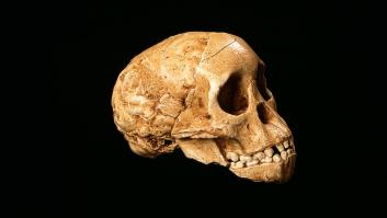 Quién fue el Niño de Taung y qué importancia tuvo para el mundo