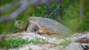 Una mujer quiere hacer una piscina en su patio y protagoniza el gran rescate de la especie amenazada: "Tenían entre 20 y 60 años"
