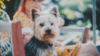 Estas son las razas de perro más longevas: tienen todas un rasgo en común