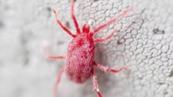 Este es el olor para espantar a las minúsculas "arañas rojas" a tu jardín en primavera