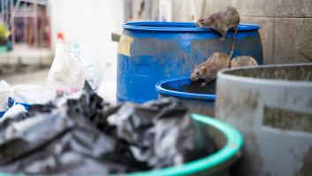 Las ratas acuden en masa a la terraza más popular en el peor momento posible: hasta 50 animales en una sola trampa