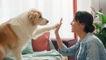 Nombran a esta raza de perro como la ideal para tener en un piso: es inteligente y fácil de adiestrar