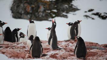 La playa que no tiene veraneantes al ser el hogar de 3.000 pingüinos en peligro de extinción