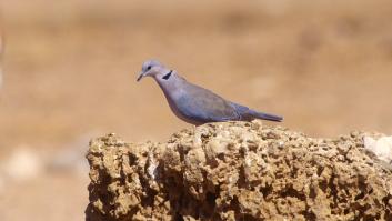 La UE permite en España, Francia e Italia la matanza de 100.000 ejemplares del ave clasificada de vulnerable
