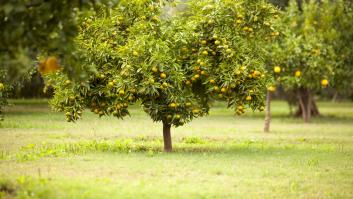 Los jardineros exigen una poda indiscriminada al limonero en abril para provocar la reacción con premio en otoño