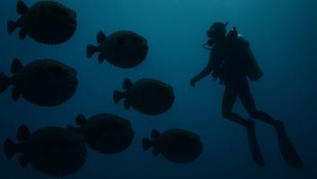 Los científicos activan la alarma por la venenosa especie invasora de dientes afilados que entró por Gibraltar