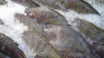 Los médicos piden a los españoles evitar en sus comidas este pescado cargado de mercurio y plomo