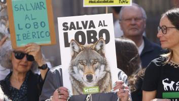 Protestas en varias ciudades españolas piden revocar la caza del lobo al norte del Duero