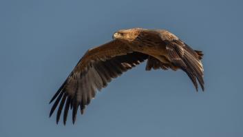 22 águilas imperiales en peligro de extinción mueren en la mayor trampa mortal para aves en España