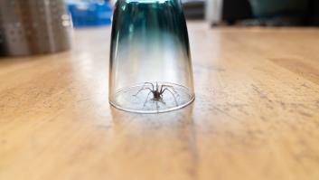 Aviso urgente para todos los españoles que aplastan las arañas invasoras nada más verlas en casa