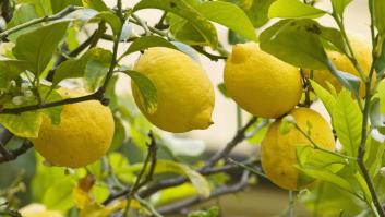 Los jardineros exigen una poda indiscriminada al limonero en abril para provocar la reacción con premio en otoño