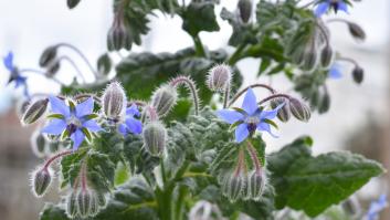 La redescubierta planta de esta zona de España que no sólo da flores preciosas, sino que también es valiosísima en la cocina