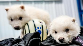 El lobo gigante de 'Juego de Tronos', primer animal "desextinto" de la historia