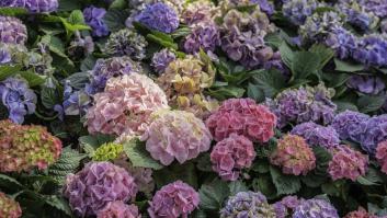 Animan a agregar este elemento a la tierra de tus hortensias si quieres ver abundancia de flores en tu jardín este año