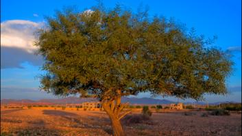 Los agricultores españoles se blindan ante la sequía con un hallazgo clave en Marruecos