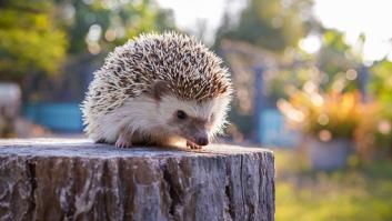 Activan las alarmas por un peligro para este pequeño mamífero europeo: una investigación española tiene una clave