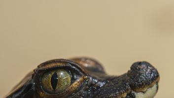 Pánico en Gibraltar tras la aparición de un cocodrilo del Amazonas que acaba en operación de rescate