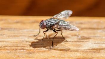 Un verano sin moscas es tan sencillo como tirar estas dos especias al cubo de la basura