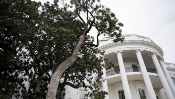 Arboricidio: Trump tala uno de los magnolios más antiguos de la Casa Blanca y planta el "MAGAnolia"