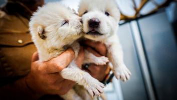 Los expertos se unen para no dar por válida la resurrección de un lobo extinguido hace 13.000 años