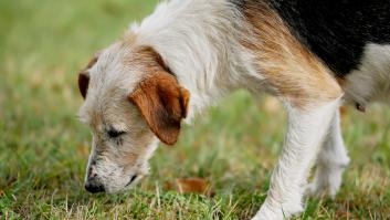Un investigador francés arrima el hombro para enfrentarse a la plaga mortal para perros que amenaza España