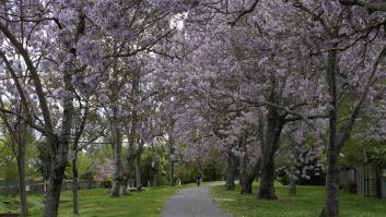 El árbol que todo jardinero pide plantar en abril crece rápido, da mucha sombra y es un titán ante las olas de calor