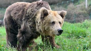 Sacrifican a la osa española convertida en símbolo para evitar sufrimiento